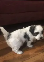 Gasper, a male Havanese for sale in East Haddam, CT – Photo 2 of 8