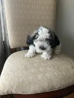 Gasper, a male Havanese for sale in East Haddam, CT – Photo 6 of 8