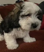 Gasper, a male Havanese for sale in East Haddam, CT – Photo 1 of 8