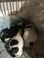 Gasper, a male Havanese for sale in East Haddam, CT – Photo 3 of 8