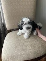 Gasper, a male Havanese for sale in East Haddam, CT – Photo 5 of 8