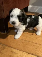 Grace, a female Havanese for sale in East Haddam, CT – Photo 7 of 10