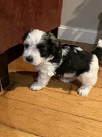 Grace, a female Havanese for sale in East Haddam, CT – Photo 6 of 10