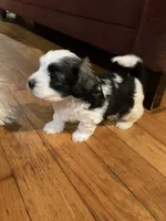 Grace, a female Havanese for sale in East Haddam, CT – Photo 4 of 10