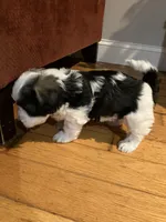 Grace, a female Havanese for sale in East Haddam, CT – Photo 5 of 10