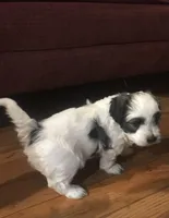 Grace, a female Havanese for sale in East Haddam, CT – Photo 3 of 10