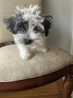 Grace, a female Havanese for sale in East Haddam, CT – Photo 9 of 10