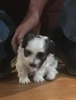 Grace, a female Havanese for sale in East Haddam, CT – Photo 1 of 10