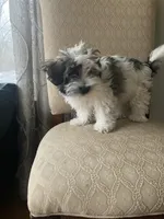 Grace, a female Havanese for sale in East Haddam, CT – Photo 8 of 10