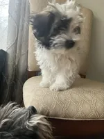 Grace, a female Havanese for sale in East Haddam, CT – Photo 10 of 10