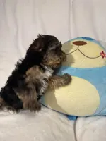 Teddy , a male Yorkshire Terrier for sale in Eastvale, CA – Photo 4 of 6