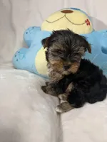 Teddy , a male Yorkshire Terrier for sale in Eastvale, CA – Photo 3 of 6