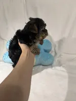 Teddy , a male Yorkshire Terrier for sale in Eastvale, CA – Photo 5 of 6