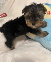 Teddy , a male Yorkshire Terrier for sale in Eastvale, CA – Photo 1 of 6