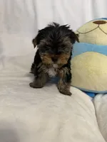 Teddy , a male Yorkshire Terrier for sale in Eastvale, CA – Photo 2 of 6