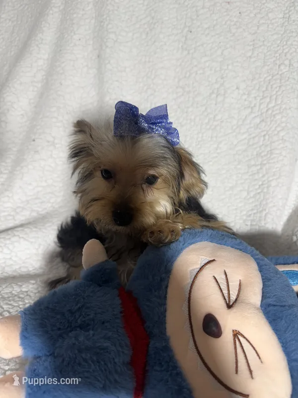 Bear  – Yorkshire Terrier puppy for sale in Eastvale, CA