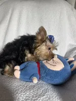 Bear , a male Yorkshire Terrier for sale in Eastvale, CA – 5 of 5