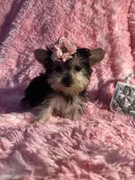 Juliet , a female Yorkshire Terrier for sale in Eastvale, CA – Photo 2 of 8