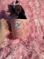 Juliet , a female Yorkshire Terrier for sale in Eastvale, CA – Photo 7 of 8