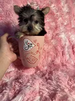 Juliet , a female Yorkshire Terrier for sale in Eastvale, CA – Photo 4 of 8