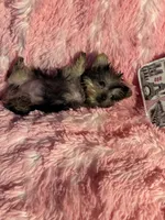 Juliet , a female Yorkshire Terrier for sale in Eastvale, CA – Photo 8 of 8