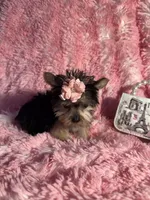 Juliet , a female Yorkshire Terrier for sale in Eastvale, CA – Photo 3 of 8
