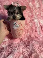 Juliet , a female Yorkshire Terrier for sale in Eastvale, CA – Photo 5 of 8
