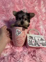 Juliet , a female Yorkshire Terrier for sale in Eastvale, CA – Photo 1 of 8