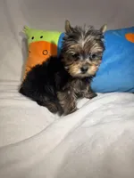 Junior, a male Yorkshire Terrier for sale in Eastvale, CA – Photo 5 of 5