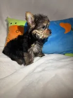 Junior, a male Yorkshire Terrier for sale in Eastvale, CA – Photo 2 of 5