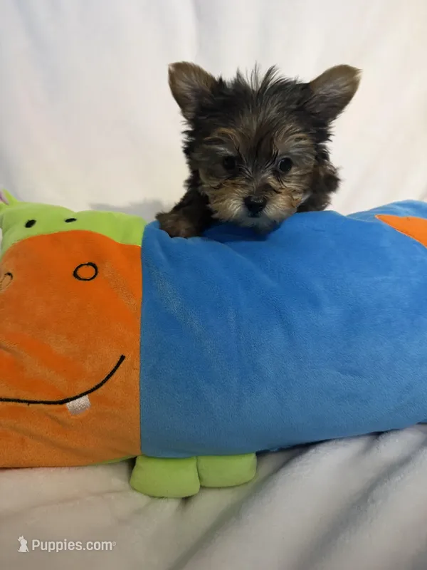 Junior, a male Yorkshire Terrier for sale in Eastvale, CA – Photo 1 of 5