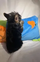 Junior, a male Yorkshire Terrier for sale in Eastvale, CA – Photo 4 of 5