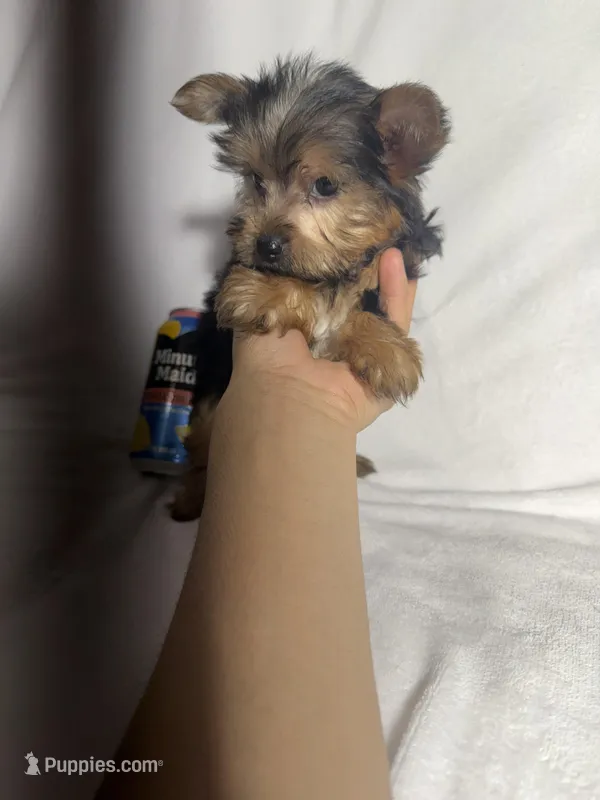 Lion , a male Yorkshire Terrier for sale in Eastvale, CA – Photo 1 of 5