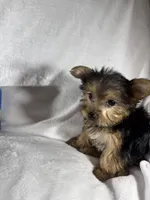 Lion , a male Yorkshire Terrier for sale in Eastvale, CA – Photo 2 of 5