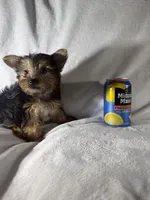 Lion , a male Yorkshire Terrier for sale in Eastvale, CA – Photo 3 of 5