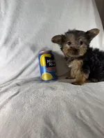 Lion , a male Yorkshire Terrier for sale in Eastvale, CA – Photo 5 of 5