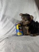 Lion , a male Yorkshire Terrier for sale in Eastvale, CA – Photo 4 of 5