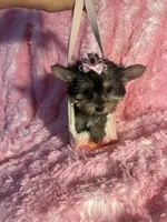 Barbie , a female Yorkshire Terrier for sale in Eastvale, CA – Photo 6 of 6