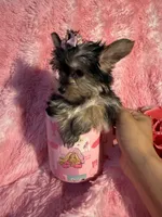 Barbie , a female Yorkshire Terrier for sale in Eastvale, CA – Photo 2 of 6