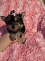Barbie , a female Yorkshire Terrier for sale in Eastvale, CA – Photo 4 of 6
