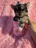 Barbie , a female Yorkshire Terrier for sale in Eastvale, CA – Photo 1 of 6