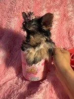 Barbie , a female Yorkshire Terrier for sale in Eastvale, CA – Photo 3 of 6