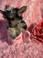 Barbie , a female Yorkshire Terrier for sale in Eastvale, CA – Photo 5 of 6