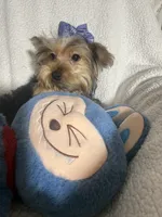 Bear , a male Yorkshire Terrier for sale in Eastvale, CA – 2 of 5