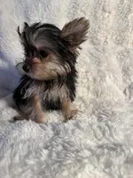 Romeo , a male Yorkshire Terrier for sale in Eastvale, CA – Photo 5 of 6