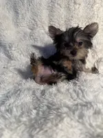 Romeo , a male Yorkshire Terrier for sale in Eastvale, CA – Photo 6 of 6