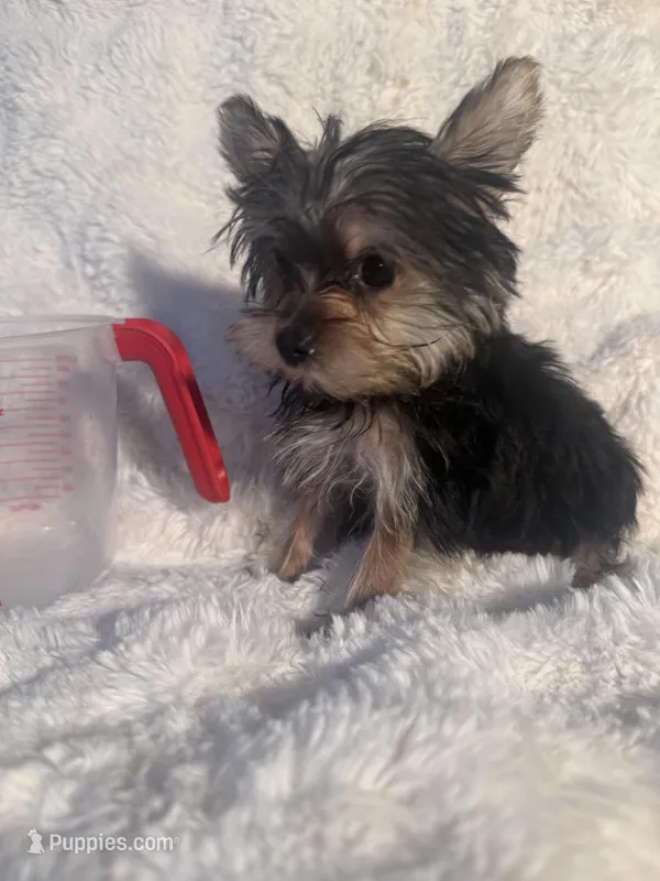Romeo  – Yorkshire Terrier puppy for sale in Eastvale, CA