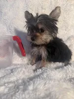 Romeo , a male Yorkshire Terrier for sale in Eastvale, CA – Photo 1 of 6