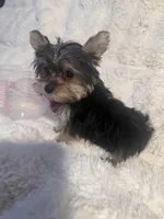Romeo , a male Yorkshire Terrier for sale in Eastvale, CA – Photo 3 of 6