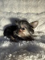 Romeo , a male Yorkshire Terrier for sale in Eastvale, CA – Photo 4 of 6